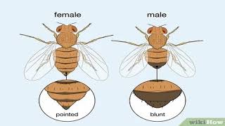 Biology of Drosophila melanogaster [upl. by Khichabia]