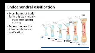 MSK1 Bone Formation Growth amp Remodeling [upl. by Ltney408]