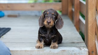 Dachshund wirehaired caninchen такса жесткошерстная кроличья4 mold Персей [upl. by Sig65]