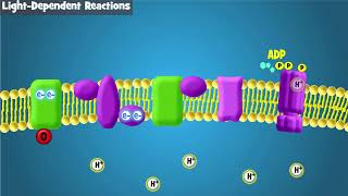 Photosynthesis Intro and LightDependent Reactions [upl. by Grizelda]