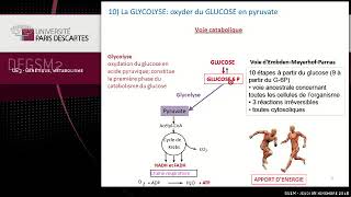 régulation de la glycolyse et néoglucogenèse Université Paris Descartes [upl. by Dugaid]