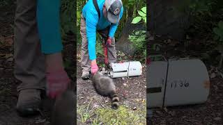 Nuisance Skunk Trap Check [upl. by Hoehne294]