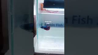 Wild betta  wild betta female  betta fish guppy fish  molly bettafish viralshorts 100sub [upl. by Yelsgnik]