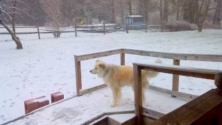 Great Pyrenees dog in snow [upl. by Auqinehs]