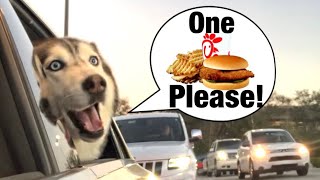 Meeka Orders Her Own ChikFilA SPEAKS PERFECT 😱 [upl. by Nnaihs570]