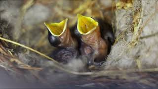 New born Bird [upl. by Hartman]