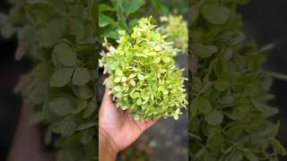 Hydrangea garden paniclehydrangea hydrangeas texasgardening gardenflowers [upl. by Janeen]