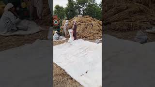 Wheat Threshing in Rural Pakistan A Glimpse into Village Life  Zarobi Tv zarobi wheat thresher [upl. by Fiertz]