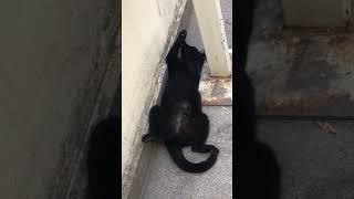 Gölgelerin efendisi 🔥🔥🔥🔥 kedi kediler kedivideoları cat catvideos funny cute [upl. by Ikiv]