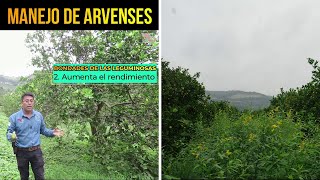 🌿Manejo de Arvenses  ¿Cuáles son las OPCIONES TECNOLÓGICAS para el manejo de arvenses [upl. by Hersch]