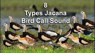 8 Types Jacana Bird Call Sound [upl. by Suired834]