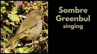 SOMBRE GREENBUL song and other call [upl. by Howard]