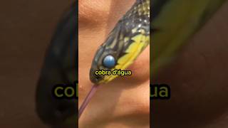 ENCONTREI UMA COBRA NA FAZENDA Erythrolamprus poecilogyrus biologia shorts [upl. by Karlie]