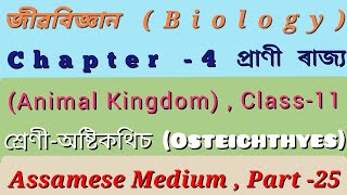 Biology Class 11 Chapter 4 Animal Kingdom Assamese MediumClass  Osteichthyesশ্ৰেণী  অষ্টকথিচ [upl. by Virgin]