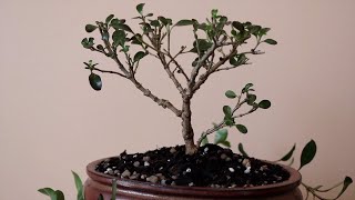 Coprosma bonsai trim [upl. by Siravrat]