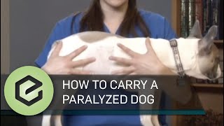 How to Carry a Paralyzed Dog [upl. by Rao621]