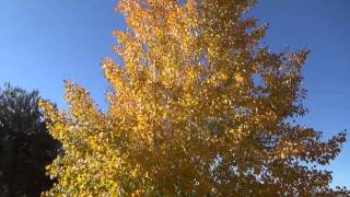 Quacking Aspen in fall color  Populus tremuloides [upl. by Ltsyrk]