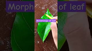 Morphology of a leaf shortvideo morphology [upl. by Ariaet27]