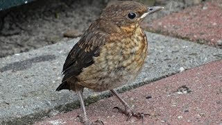 Jonge merels in de tuin  Young Blackbird Turdus merula in the garden  2014  Netherlands [upl. by Alamap]