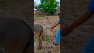 JUMENTO roça fazendadegado gadobravo nordeste agro vidanaroça gadodecria nelore gado boi [upl. by Miof Mela]