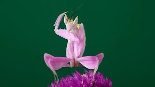 “Orchid Mantis The Flower that Hunts – Nature’s Master of Disguise” [upl. by Aslehc]