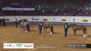 Select Performance Halter Mares  2024 AQHA World Championship Show [upl. by Pesvoh]