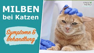 Milben bei Katzen  erkennen behandeln vorbeugen ✅ [upl. by Proudman842]