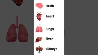 Internal Body Organs shorts [upl. by Binnie]