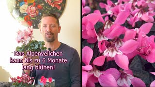 Alpenveilchen So stirbt dein Zyklame nicht sondern blüht viele Monate Pflege Cyclamen persicum [upl. by Gennifer]