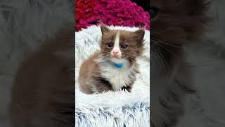 Solid Chocolate Mitted  Male Ragdoll Kitten [upl. by Yessydo]