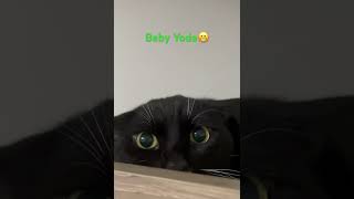 babyyoda starwars grogu mandalorian yoda shorts cats catvideos [upl. by Attelrak]