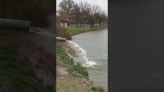 CucamongaGuasti Regional Park Trout Stocking Fish Report [upl. by Breech]