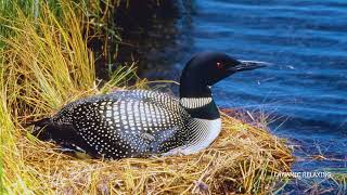 Calming Lake Ambience with Birds Ducks and Loons Perfect for Sleep amp Relaxation [upl. by Onairotciv]