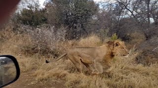 A male lion chases an eland bull right past the game viewer [upl. by Ralph]