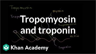 How tropomyosin and troponin regulate muscle contraction  NCLEXRN  Khan Academy [upl. by Ahtiuqal]