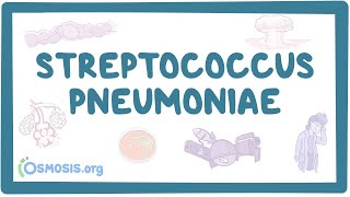 Streptococcus pneumoniae  an Osmosis Preview [upl. by Ellebana]