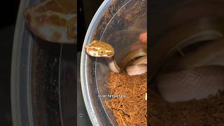 Walter tries starving himself and fails Tanzanian House Snake [upl. by Whelan290]