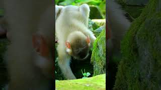 Best Clip Of Adorable Jovi Eating Food Alone Cute baby Monkey [upl. by Siuol408]