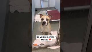 Adoption update ❤️ Watch adorable Mako play in the snow for the first time dog happy adopted [upl. by Nyltak]