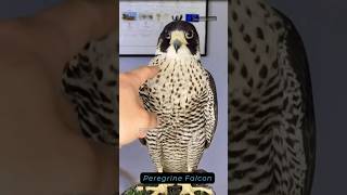 Peregrine falcon  सबसे तेज उड़ने वाला पक्षी  fastest Bird  Falcon  Peregrine falcon Speed [upl. by Llerreg493]