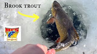 ICE FISHING for WILD BROOK TROUT in an URBAN POND  in NEWFOUNDLAND  SHALLOW WATER SIGHT FISHING [upl. by Roosnam]