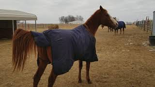 Geldings react when new gelding is introduced to the herd [upl. by Culliton]