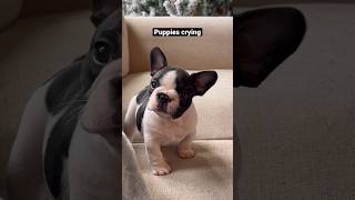 Puppies crying compilation  saddest French Bulldog puppies 😭 shorts puppy dogs pets viral [upl. by Ahcilef501]