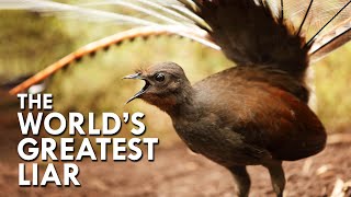 Lyrebird The World’s Greatest Mimic [upl. by Ynove]