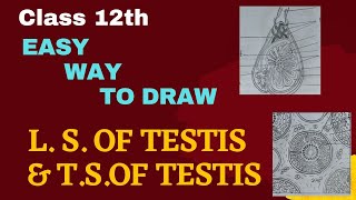 Easy to draw LS amp TSof Human Testis [upl. by Nirtiac]