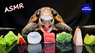 Satisfying ASMR Mukbang Eating Food ✨ Turtle Tortoise 167 [upl. by Seidel138]