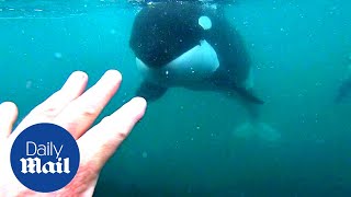 Incredible moment killer whales brush past swimmer in New Zealand [upl. by Nyrahtak]