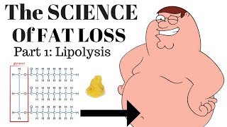 The SCIENCE of FAT LOSS Lipolysis [upl. by Anilah]