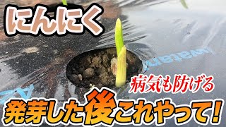 【にんにく】発芽したらコレらを行うことで成長します！前もって知っておいて！ [upl. by Farleigh]