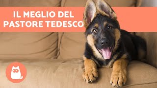 VANTAGGI di adottare un PASTORE TEDESCO 🐕❤️ Top 6 motivi [upl. by Atims]